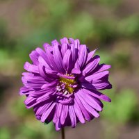 Астра Альпийская :: Александр Леонов