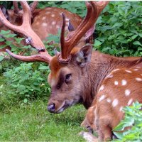 Как прекрасен мир природы, Надо просто приглядеться. :: "The Natural World" Александер