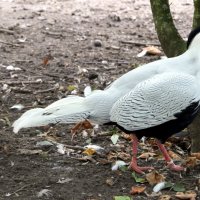 Льёт ли дождь иль солнце светит, Мир прекрасным остаётся. :: "The Natural World" Александер