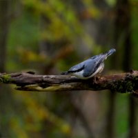 Поползень :: Сергей Владимирович Егоров Поползень :: Сергей Владимирович Егоров