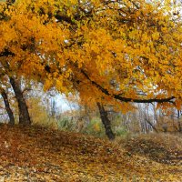 Осень в пойме Волги :: Валерий Елистратов