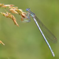 стрекозка :: Надежда Куркина 