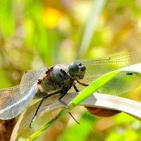 опять про стрекоз 9 :: Александр Прокудин