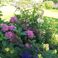 Гортензия :: Сапсан 