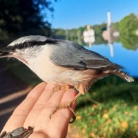 Поползень :: Сапсан 