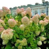 Крупнолистные гортензии в Александровском саду. :: Татьяна Помогалова
