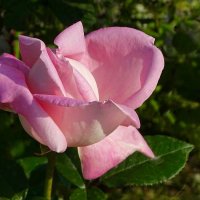 О красоте цветов. :: Милешкин Владимир Алексеевич 