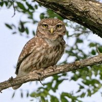 домовой сыч :: Maxim Lanin