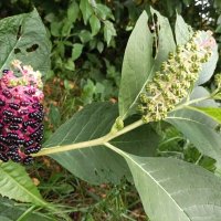 Лаконос ягодный :: Veera V