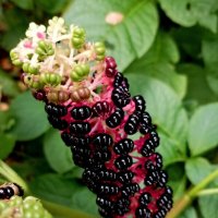 Лаконос ягодный :: Veera V Лаконос ягодный :: Veera V