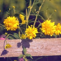 Золотые шары :: Сергей Кочнев