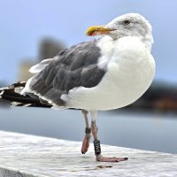 Фотомодель :: Nina Streapan