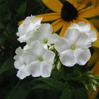 Нежная красота :: Людмила Смородинская