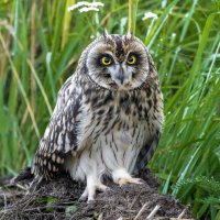 сова болотная - слеток. :: юрий макаров