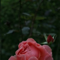 Розы Эдинбургских парков :: Ольга 