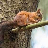 Белочка с орешком. :: Виктор Евстратов Белочка с орешком. :: Виктор Евстратов