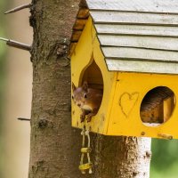Белочка в домике. :: Виктор Евстратов Белочка в домике. :: Виктор Евстратов