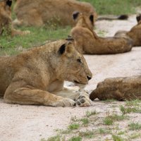 Львиный прайд на отдыхе. :: Андрей Андреев Андреев
