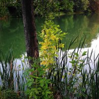 Сентябрьские зарисовки :: Рита Симонова Сентябрьские зарисовки :: Рита Симонова