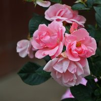 Сентябрьские :: Светлана 