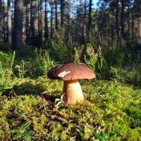 «Аз есмь царь!» :: AleksSPb Лесниченко