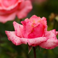 Розы сентября :: Юрий. Шмаков