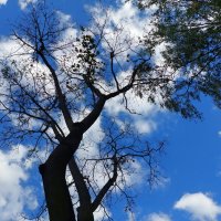 вместо листьев одену крону из ваты :: Артём 