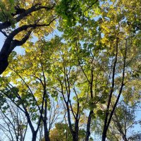 кружевные кроны :: Артём кружевные кроны :: Артём