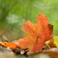 Зарисовки осени.. :: Андрей Заломленков