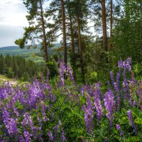 Краски лета :: Наталья Димова