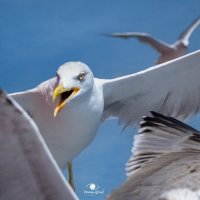 На охоту... :: Кръстьо Шилев