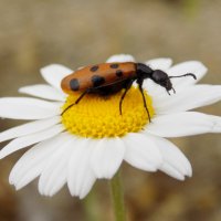 Нарывник Фабриция (десятиточечный) :: Константин Штарк