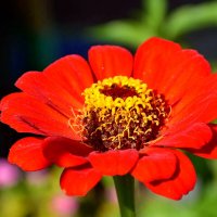 Цветы сентября :: Михаил Столяров