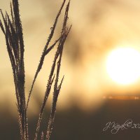 *** :: Елена Kазак (selena1965)