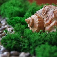 * * * :: Руслан 