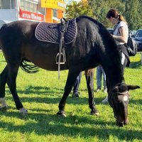 Лошадка  со стрижкой . :: Мила Бовкун