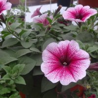 ПЕТУНИЯ :: СЕРГЕЙ ФИЛОЧКИН