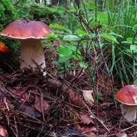 Удачная находка :: Андрей Снегерёв