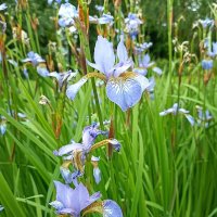 Ирисы. :: Лилия *