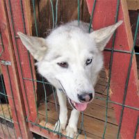 Пес :: Наталья 