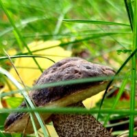 Грибная пора :: светлана льдокова