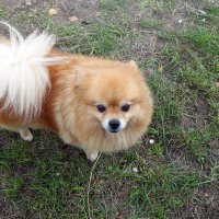 Порода- Шницель :: Игорь Корф