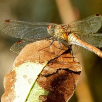 из сегодняшней съёмки 1 :: Александр Прокудин из сегодняшней съёмки 1 :: Александр Прокудин