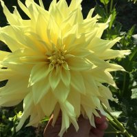 Георгины... :: Владимир Павлов Георгины... :: Владимир Павлов