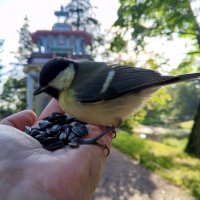 Синица :: Сапсан 