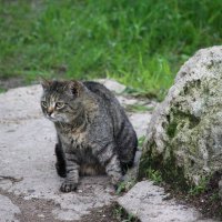 Стой, кто идёт! :: Наталья Герасимова