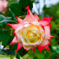 Розы сентября. :: Милешкин Владимир Алексеевич Розы сентября. :: Милешкин Владимир Алексеевич