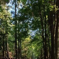 прогулка в Переделкино :: Галина R...