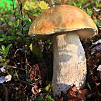 Осень...Молодой белый гриб! :: Владимир 