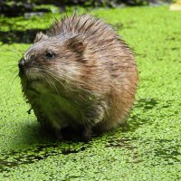 Ондатра :: Лина 